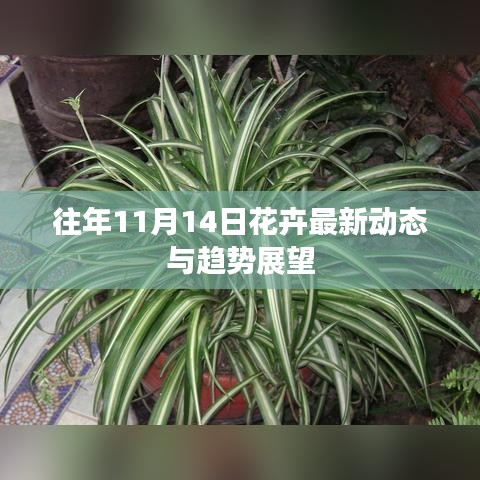 往年11月14日花卉最新动态与趋势展望