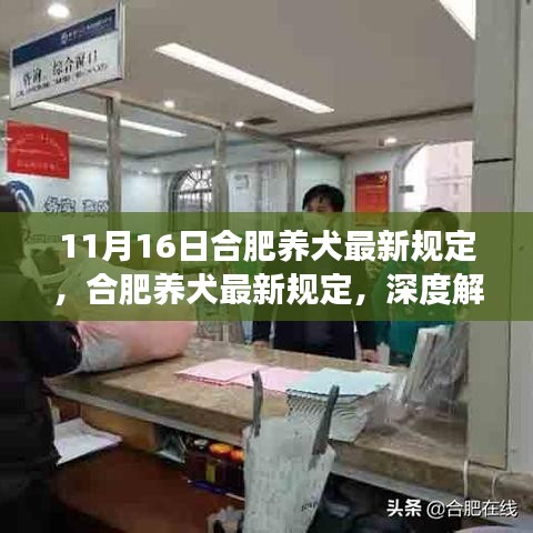 合肥养犬新规深度解读，多方观点碰撞与11月16日最新规定探讨