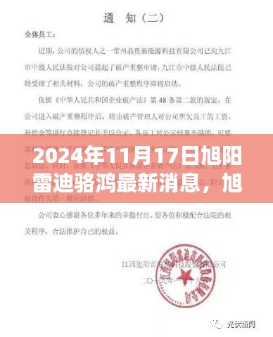 旭阳雷迪骆鸿2024年11月最新进展与策略报告，聚焦骆鸿的最新动态和发展方向