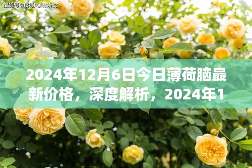 深度解析，2024年12月6日薄荷脑最新价格及市场影响综述