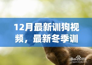 冬季最新训狗指南，提升训练技巧的视频教程