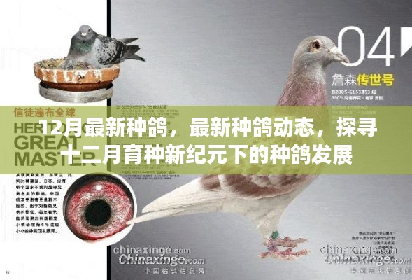 12月最新种鸽，最新种鸽动态，探寻十二月育种新纪元下的种鸽发展