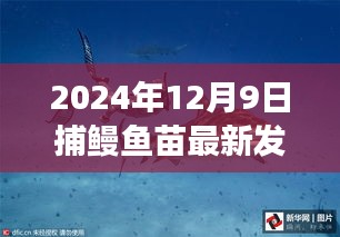 揭秘革新捕鳗技术，2024年鳗鱼苗捕捞新发明亮相捕鳗鱼苗新篇章