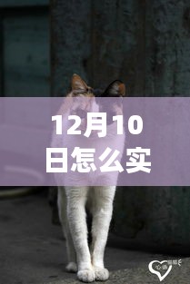 探秘喵食乐园，实时观察猫咪进食记录，体验猫咪的惬意餐叙之旅