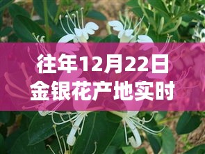 往年12月22日金银花产地实时价格，探寻价格波动的力量与自我成就启示之路