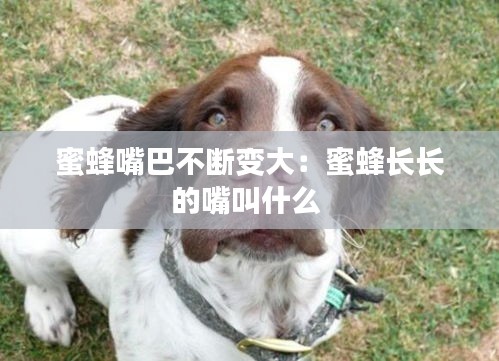 蜜蜂嘴巴不断变大：蜜蜂长长的嘴叫什么 