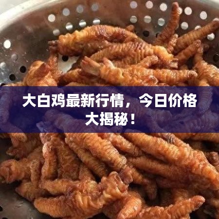 大白鸡最新行情，今日价格大揭秘！