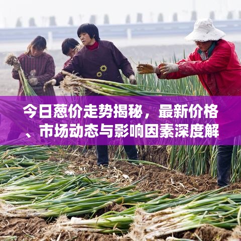 今日葱价走势揭秘，最新价格、市场动态与影响因素深度解析