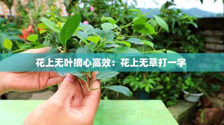 花上无叶摘心高效：花上无草打一字 