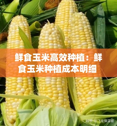 鲜食玉米高效种植：鲜食玉米种植成本明细 