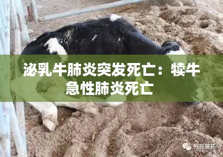 泌乳牛肺炎突发死亡：犊牛急性肺炎死亡 