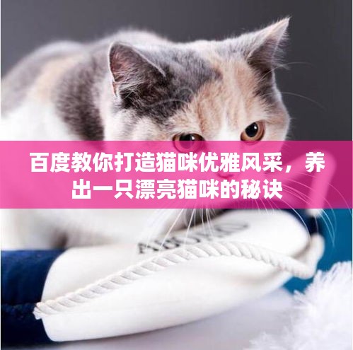 百度教你打造猫咪优雅风采，养出一只漂亮猫咪的秘诀
