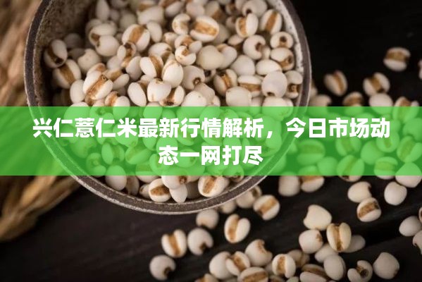兴仁薏仁米最新行情解析，今日市场动态一网打尽