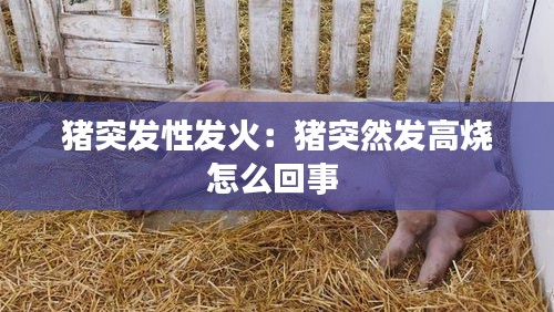 猪突发性发火：猪突然发高烧怎么回事 
