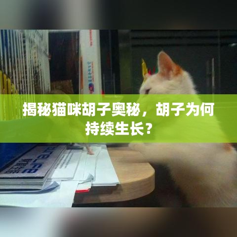 揭秘猫咪胡子奥秘，胡子为何持续生长？