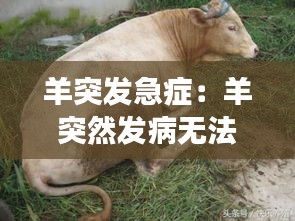 羊突发急症：羊突然发病无法站立,肌肉震颤 