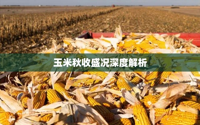 玉米秋收盛况深度解析