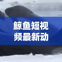 鲸鱼短视频最新动态揭秘，今日更新资讯抢先看！