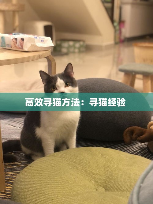 高效寻猫方法：寻猫经验 