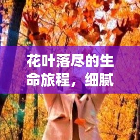 花叶落尽的生命旅程，细腻描绘落叶归根的绝美瞬间