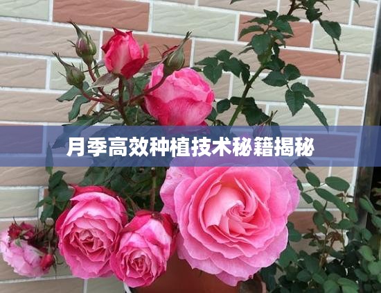 月季高效种植技术秘籍揭秘