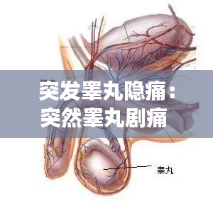 突发睾丸隐痛：突然睾丸剧痛 