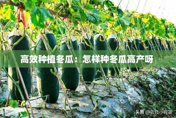 高效种植冬瓜：怎样种冬瓜高产呀 