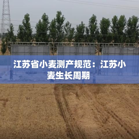 江苏省小麦测产规范：江苏小麦生长周期 