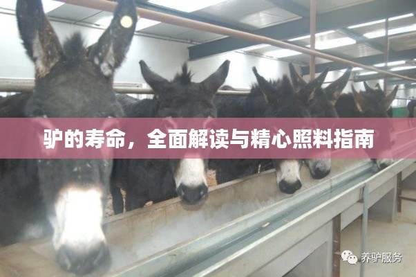 驴的寿命，全面解读与精心照料指南