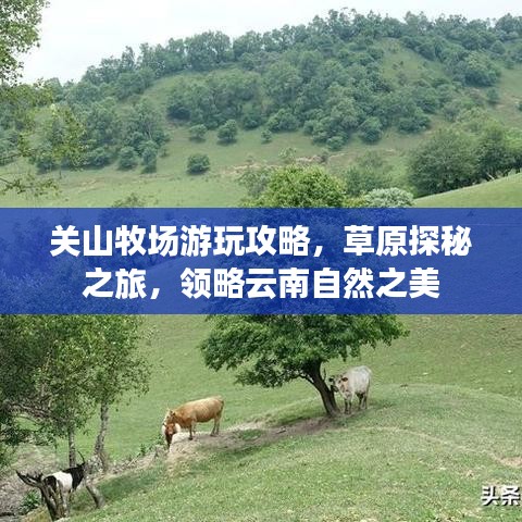 关山牧场游玩攻略，草原探秘之旅，领略云南自然之美