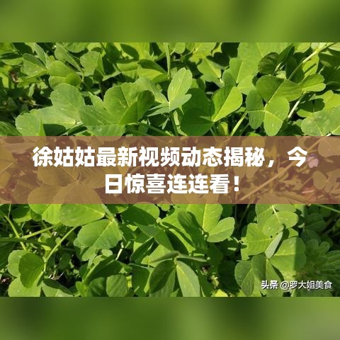 徐姑姑最新视频动态揭秘，今日惊喜连连看！