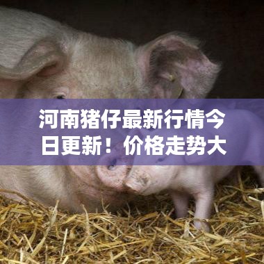 河南猪仔最新行情今日更新！价格走势大揭秘