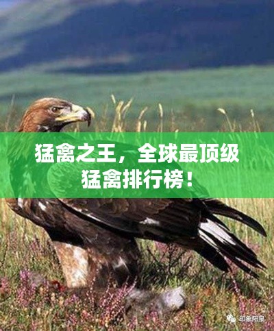 猛禽之王，全球最顶级猛禽排行榜！
