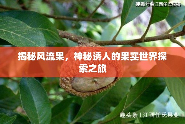 揭秘风流果，神秘诱人的果实世界探索之旅