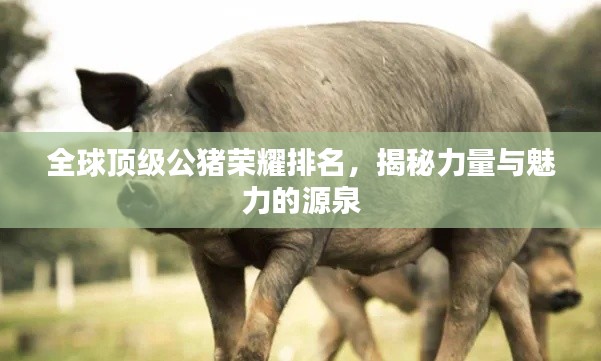 全球顶级公猪荣耀排名，揭秘力量与魅力的源泉