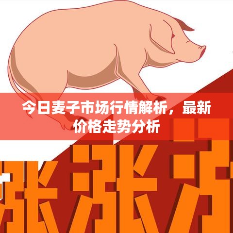 今日麦子市场行情解析，最新价格走势分析
