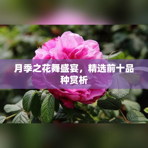 月季之花舞盛宴，精选前十品种赏析