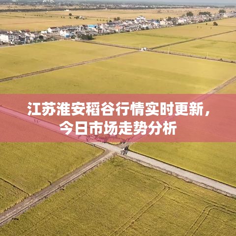 江苏淮安稻谷行情实时更新，今日市场走势分析