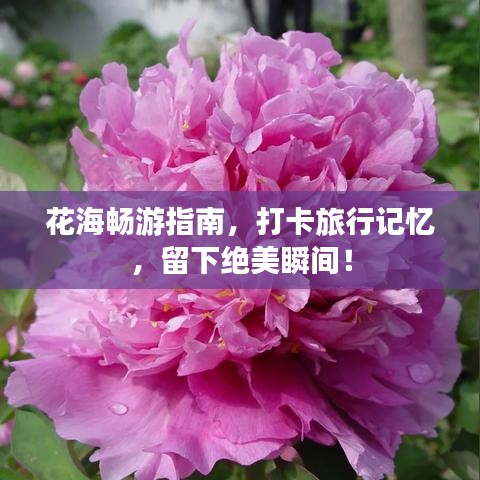 花海畅游指南，打卡旅行记忆，留下绝美瞬间！
