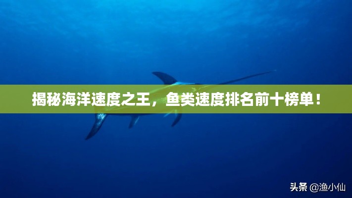 揭秘海洋速度之王，鱼类速度排名前十榜单！