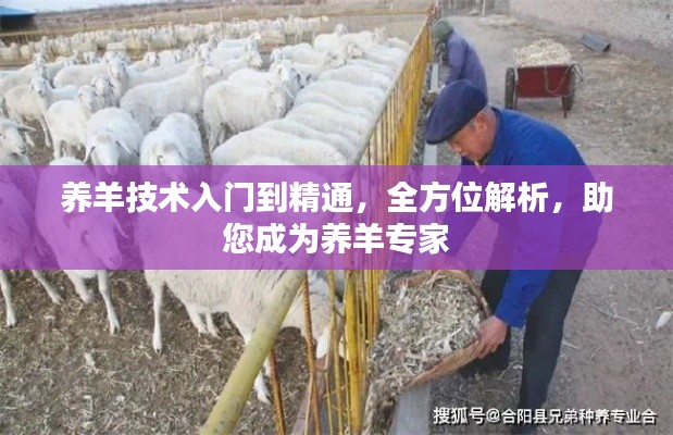 养羊技术入门到精通，全方位解析，助您成为养羊专家