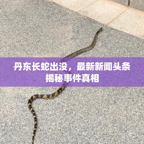 丹东长蛇出没，最新新闻头条揭秘事件真相