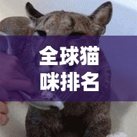 全球猫咪排名大比拼，各国猫咪魅力比拼，谁最吸睛？