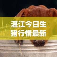 湛江今日生猪行情最新报价