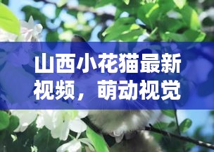 山西小花猫最新视频，萌动视觉盛宴，不容错过！