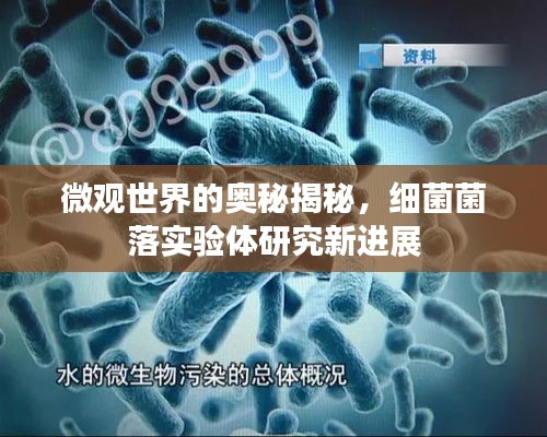 微观世界的奥秘揭秘，细菌菌落实验体研究新进展