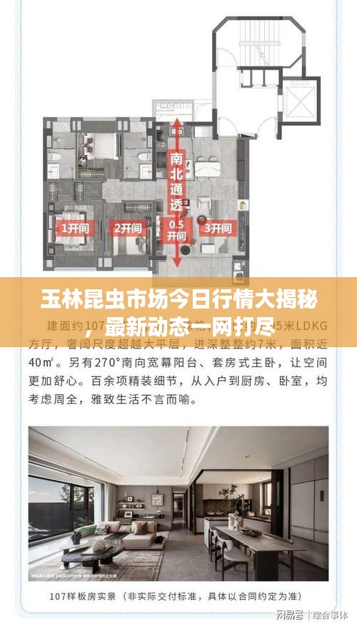 玉林昆虫市场今日行情大揭秘，最新动态一网打尽
