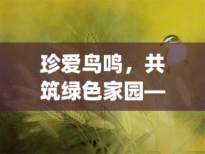珍爱鸟鸣，共筑绿色家园——探寻爱鸟宣传背后的生态故事