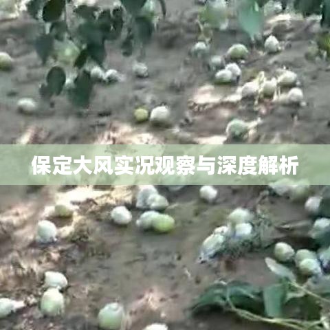 保定大风实况观察与深度解析