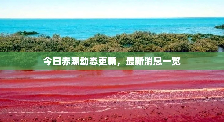 今日赤潮动态更新，最新消息一览